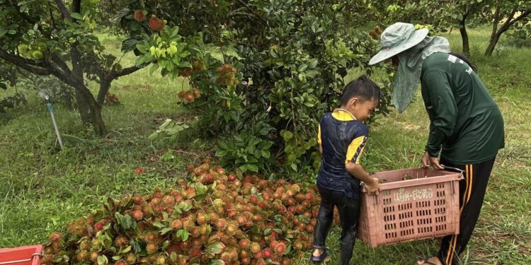 ตราด ล้งเคาะราคาเงาะโรงเรียน 60 บาท ชาวสวนยิ้มออก รับต้นฤดูกาลผลผลิต