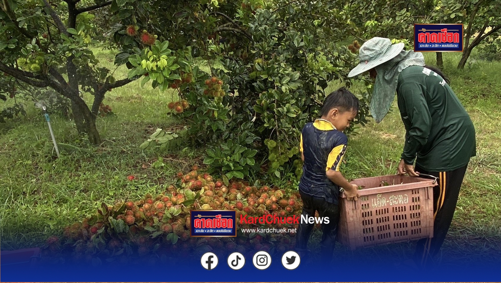 ตราด ล้งเคาะราคาเงาะโรงเรียน 60 บาท ชาวสวนยิ้มออก รับต้นฤดูกาลผลผลิต
