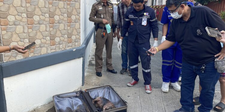 ปทุมธานี ชาวบ้านแตกฮือกระเป๋าเดินทางสงสัยส่งกลิ่นเหม็นมีหนอนยั่วเยี้ยคล้ายศพเปิดมาเป็นซากหมาตาย