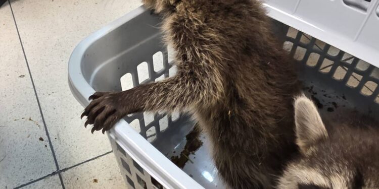 กรมศุลกากร ร่วมกับกรมอุทยานแห่งชาติ สัตว์ป่า และพันธุ์พืช จับกุมหญิงชาวอินเดีย พยายามลักลอบขนสัตว์ป่าออกนอกประเทศ มูลค่ากว่า 3 แสนบาท