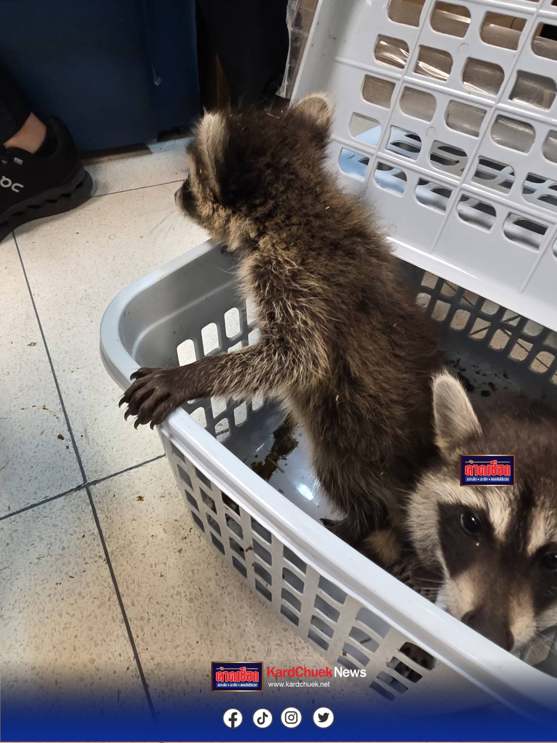 กรมศุลกากร ร่วมกับกรมอุทยานแห่งชาติ สัตว์ป่า และพันธุ์พืช จับกุมหญิงชาวอินเดีย พยายามลักลอบขนสัตว์ป่าออกนอกประเทศ มูลค่ากว่า 3 แสนบาท