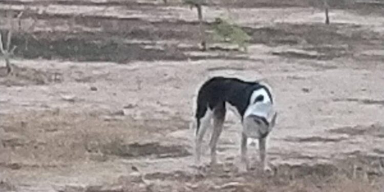 สุดเวทนาเจ้าตูบ กินขนมในโหลพลาสติกหัวติดกินข้าวกินน้ำไม่ได้นานกว่า 5 วันเริ่มหมดแรง ***********นายกเทศมนตรีเมืองอ่างศิลาพร้อมสารณสุข ลงพื้นที่ช่วยเหลือ เฝ้ากว่า 2 วันจนช่วยเหลือได้สำเร็จ