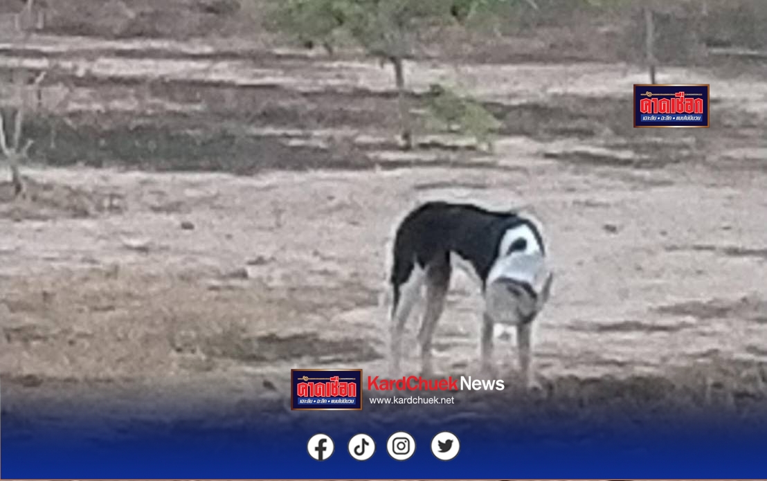 สุดเวทนาเจ้าตูบ กินขนมในโหลพลาสติกหัวติดกินข้าวกินน้ำไม่ได้นานกว่า 5 วันเริ่มหมดแรง ***********นายกเทศมนตรีเมืองอ่างศิลาพร้อมสารณสุข ลงพื้นที่ช่วยเหลือ เฝ้ากว่า 2 วันจนช่วยเหลือได้สำเร็จ