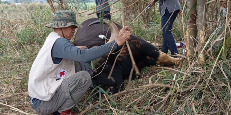 ปราจีนบุรี สลดกระทิงเขาใหญ่สังเวยบ่วงสลิงพราน สัตวแพทย์ยื้อไม่ไหว ขาดใจตายขณะเข้าช่วยเหลือนอกเขตอุทยานฯ