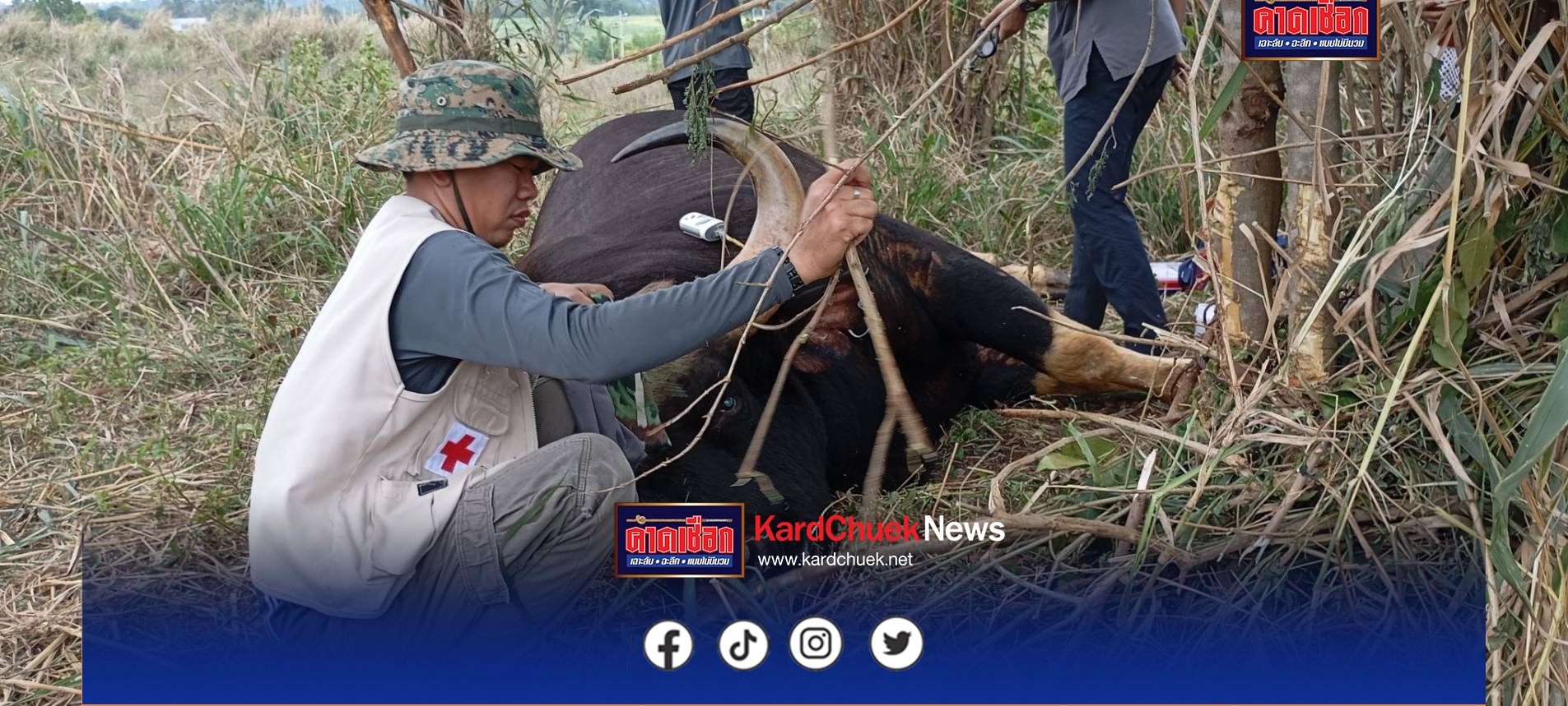 ปราจีนบุรี สลดกระทิงเขาใหญ่สังเวยบ่วงสลิงพราน สัตวแพทย์ยื้อไม่ไหว ขาดใจตายขณะเข้าช่วยเหลือนอกเขตอุทยานฯ