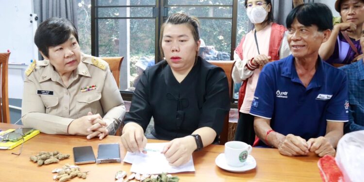 แม่ฮ่องสอน เกษตรกรปลูกถั่วลายเสือ ร้องถูกกดราคา วอนรัฐช่วยกำหนดมาตรฐานรับซื้อ