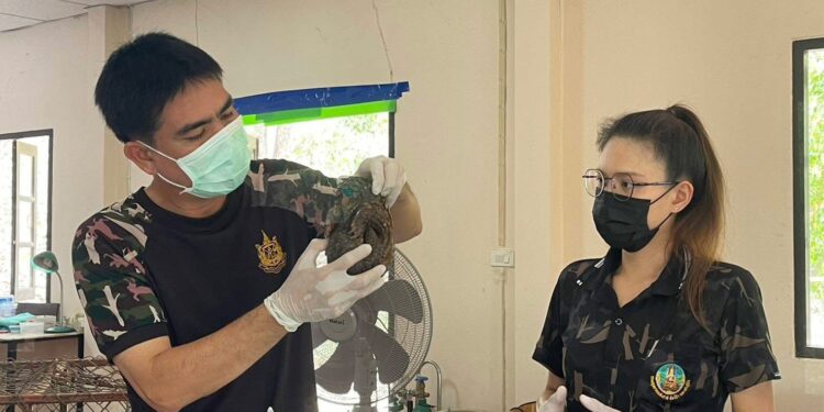 แม่ฮ่องสอน น้องลิ่นหนีตายซุกซอกไม้ มหันตภัยไฟป่าถ้ำปลา เกล็ดแตก-หางกุด สภาพยับเยิน ส่งสถานีเพาะเลี้ยงปางตองเร่งดูแล