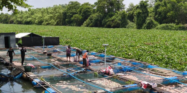 ปราจีนบุรี วิกฤต ปลาขาดอากาศตายยกกระชัง ผวจ.รุดสั่งรื้อผักตบชวา เร่งเยียวยาเกษตรกร ประกาศเขตภัยพิบัติ