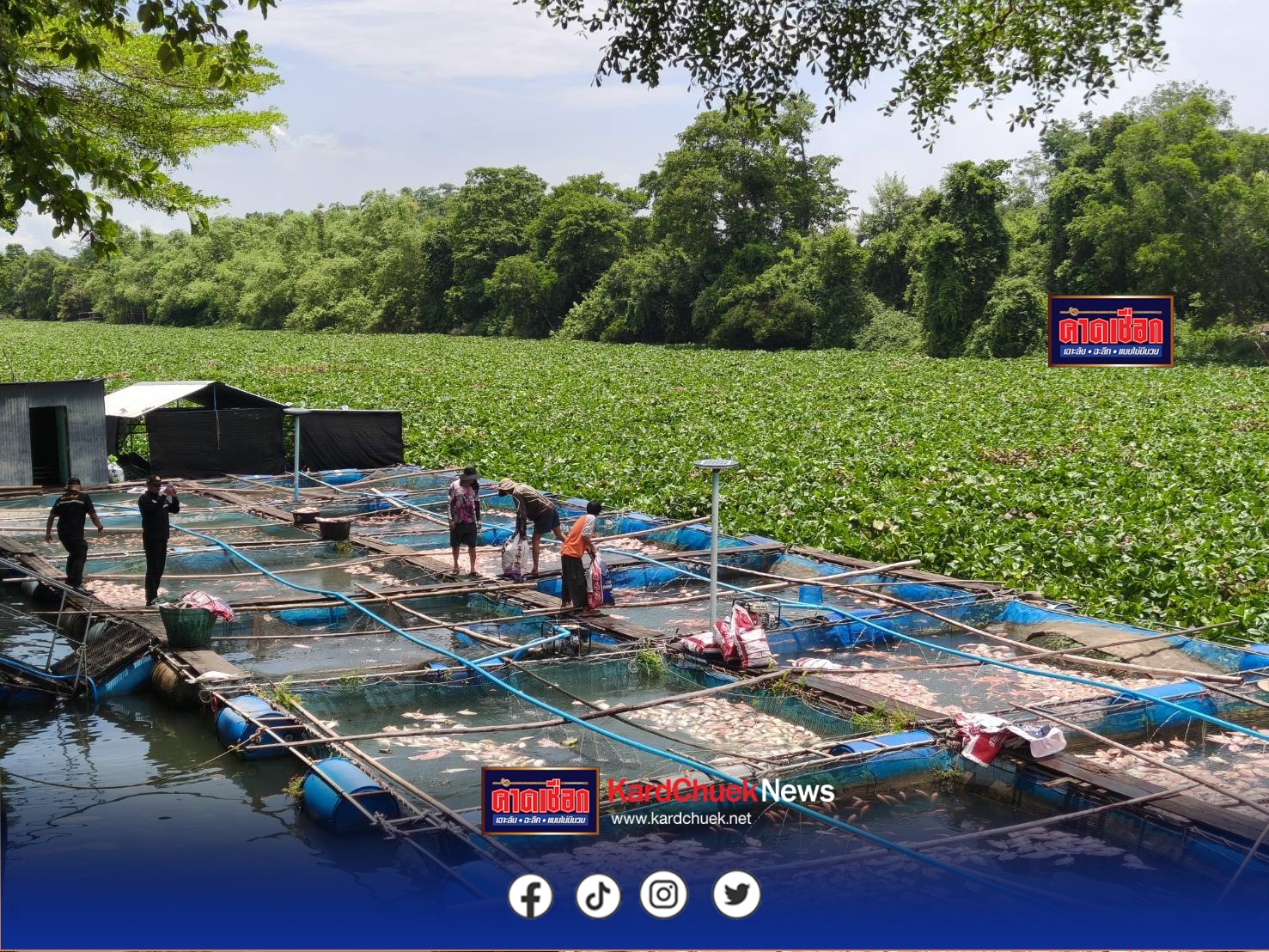 ปราจีนบุรี วิกฤต ปลาขาดอากาศตายยกกระชัง ผวจ.รุดสั่งรื้อผักตบชวา เร่งเยียวยาเกษตรกร ประกาศเขตภัยพิบัติ