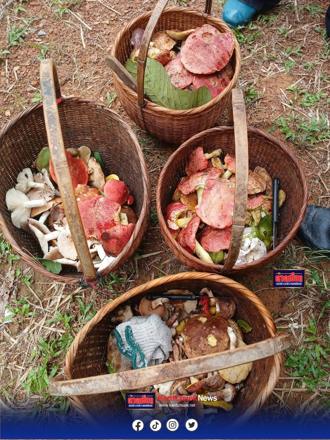 ชัยภูมิ คึกคักชาวบ้านแห่เก็บเห็ดเผาะ เห็ดระโงก ต้นฤดูฝน โผล่รับฝนแรก ราคาพุ่งกิโลละ 800-1000 บาท ชาวบ้านใน อ.เทพสถิต แห่เข้าป่าเก็บขาย วันเดียวโกยหลายพันบาท