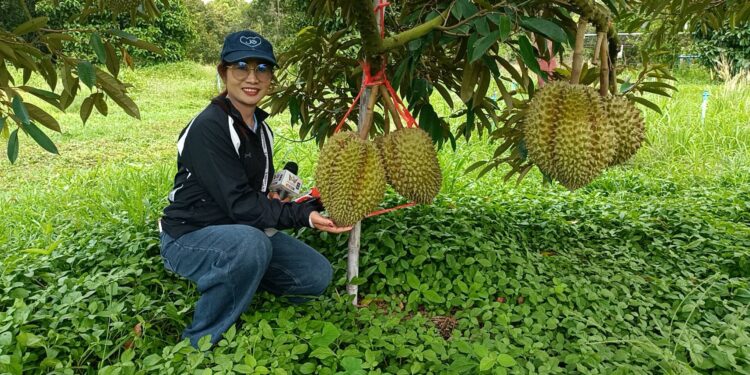 ปราจีนบุรี รายงานพิเศษ อุ่นเครื่องงานเกษตรปราจีนฯ ครั้งที่ 60 ท่องเที่ยววิถีอินทรีย์ ชิมทุเรียนโบราณ-หลงลับแลกบินทร์บุรี ลุ้นระทึกลูกค้าสาวโชว์ลีลารับทุเรียนด้วยกระสอบป่านทและสวนหงส์เจริญ ของ 2 ผอ.โรงเรียนชู พอเพียง
