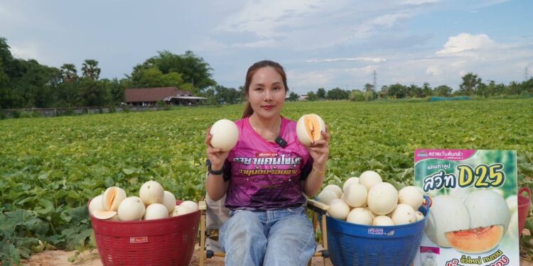 ตะวันต้นกล้า” ลุยยโสธร ดันแคนตาลูป “สวีท D25” ขึ้นแท่น”ไข่มุกอีสาน” ชูจุดเด่นปลูกง่าย ทำเงินไว ไร่ละ 5 ตัน