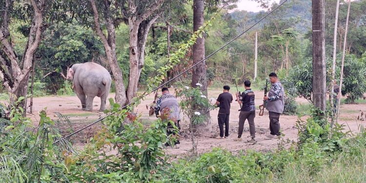 ปราจีนบุรี สบอ.1 ปราจีนบุรี ระดมทีมแพทย์ผนึกกำลังชาวบ้าน เร่งรักษาพลายสาริกา ช้างป่าขวัญใจชุมชน บาดเจ็บที่เท้าหน้าซ้าย มั่นใจฟื้นตัวได้หากเฝ้าระวังใกล้ชิด