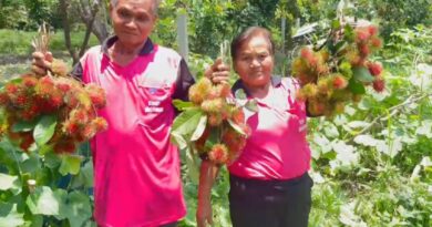 สกลนคร เจ๋งจปลูกเงาะโรงเรียน รสชาติหวานกรอบ พืชทางเลือกใหม่ของเกษตรกร